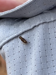 Cryptaspasma