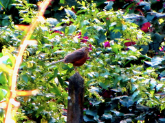 Turdus rufiventris
