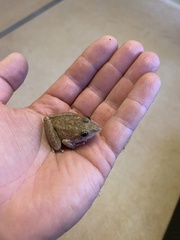Litoria meiriana