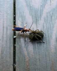 Tachypompilus ferrugineus