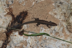 Algyroides moreoticus