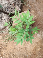 Magnoliopsida