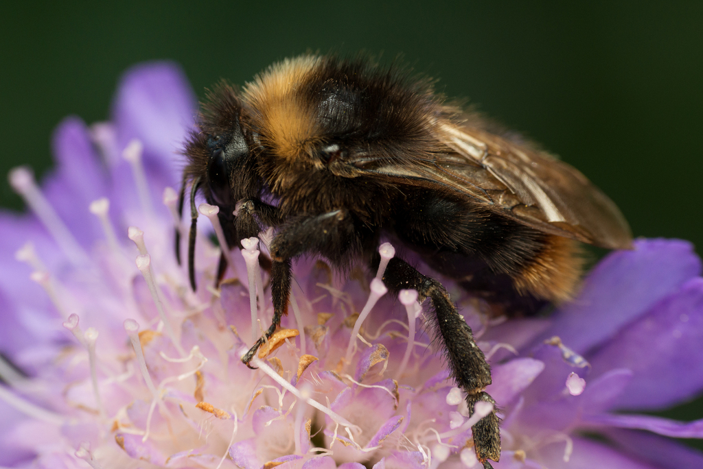 Four-colored Cuckoo Bumble bee