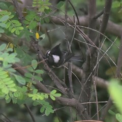 Periparus ater melanolophus