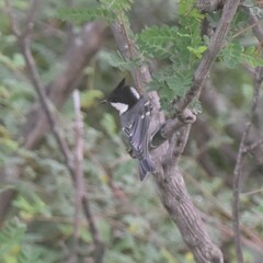 Periparus ater melanolophus