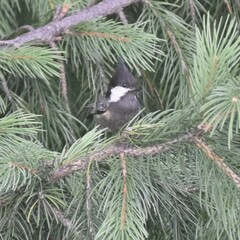 Periparus ater melanolophus