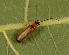 Rhagonycha lutea