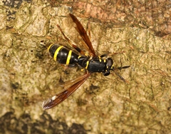 Sphiximorpha subsessilis