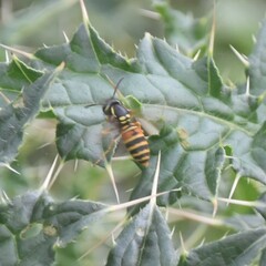Vespula nursei