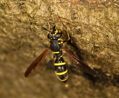 Sphiximorpha subsessilis