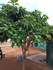 Magnoliopsida