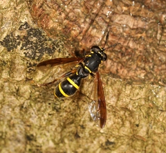 Sphiximorpha subsessilis