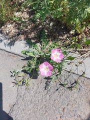 Convolvulus arvensis
