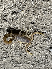 Parabuthus pallidus