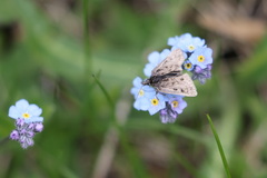 Metaxmeste schrankiana