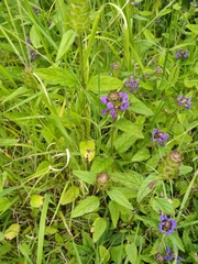 Prunella vulgaris