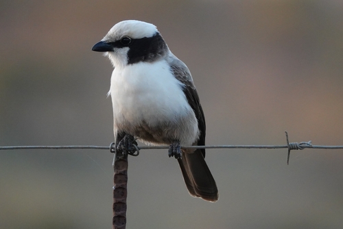 Southern White-crowned Shrike