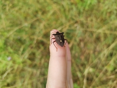 Pentatoma rufipes
