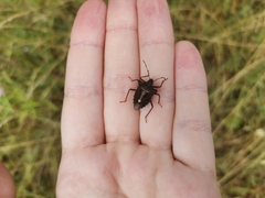 Pentatoma rufipes