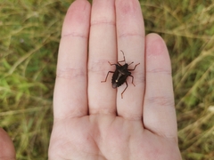 Pentatoma rufipes
