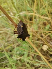 Pentatoma rufipes