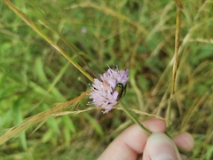 Coleoptera