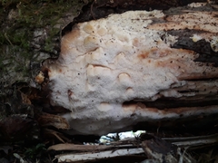 Antrodiella romellii
