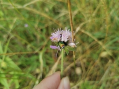 Coleoptera