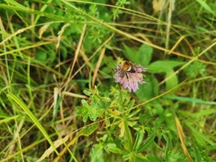 Bombus pascuorum