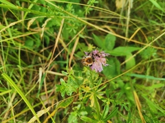 Bombus pascuorum