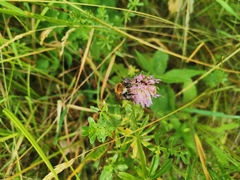 Bombus pascuorum