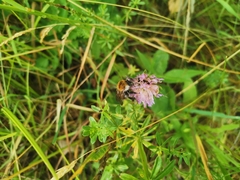 Bombus pascuorum