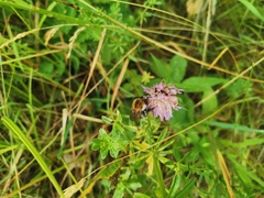 Bombus pascuorum