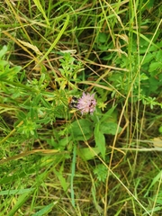 Bombus pascuorum
