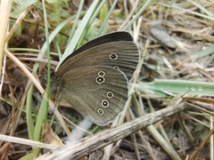 Aphantopus hyperantus