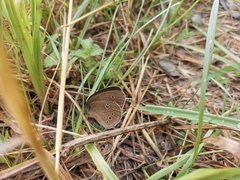 Aphantopus hyperantus