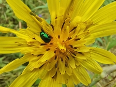 Chrysomelidae