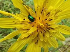 Chrysomelidae