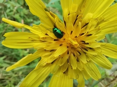 Chrysomelidae