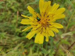 Chrysomelidae