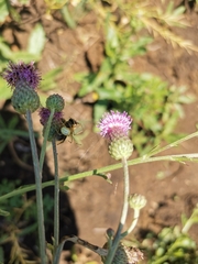 Cirsium arvense