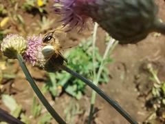 Cirsium arvense