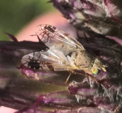 Tephritinae