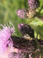 Tephritinae