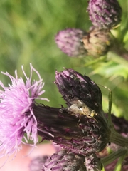 Tephritinae