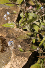 Myosotis arvensis