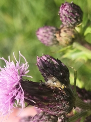 Tephritinae