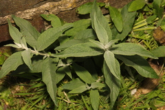 Buddleja davidii