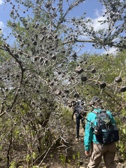 Vachellia drepanolobium