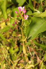 Centaurium erythraea